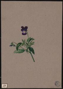Veilchen / Viola / Blumenstudie (vom Bearbeiter vergebener Titel) von Anonym