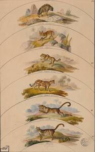 Hyäne, Serval, Jaguar, Ozelot, Leopard, Tigerkatze / Dekor für Tellerrand (vom Bearbeiter vergebener Titel) von Anonym