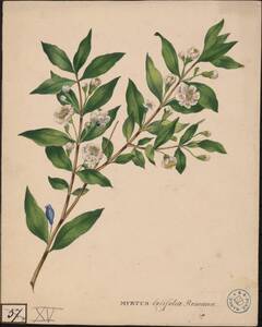 Myrtus lalifolia Romana [Myrte] (Originaltitel) von Anonym