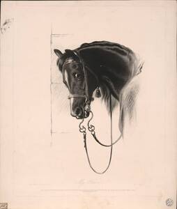 My Horse [Pferdekopf] (Originaltitel) von Landseer, Edwin Henry