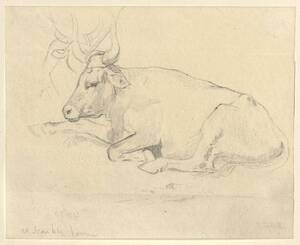Skizze eines liegenden Stieres (vom Bearbeiter vergebener Titel) von Laufberger, Ferdinand
