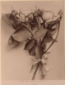 Fotografie einer Rose (vom Bearbeiter vergebener Titel) von Fratelli Alinari
