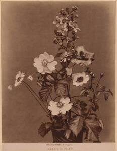 Fotografie eines Blumenstraußes (vom Bearbeiter vergebener Titel) von Fratelli Alinari
