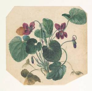 Viola / Veilchen / Blumenstudie (vom Bearbeiter vergebener Titel) von Anonym